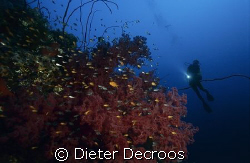 Soft corals with diver by Dieter Decroos 
